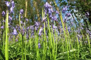Bluebells