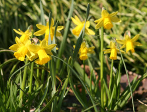March daffodils