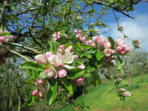 Apple blossom at Huxtable Farm B&B