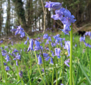 Wild Bluebells