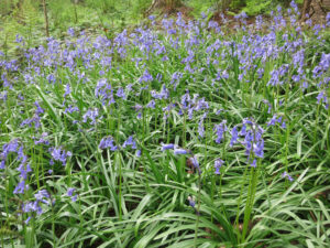 Bluebells