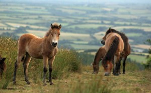 Exmoor ponies on Exmoor National Park
