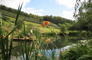 Pond on farm Devon Wildlife trail