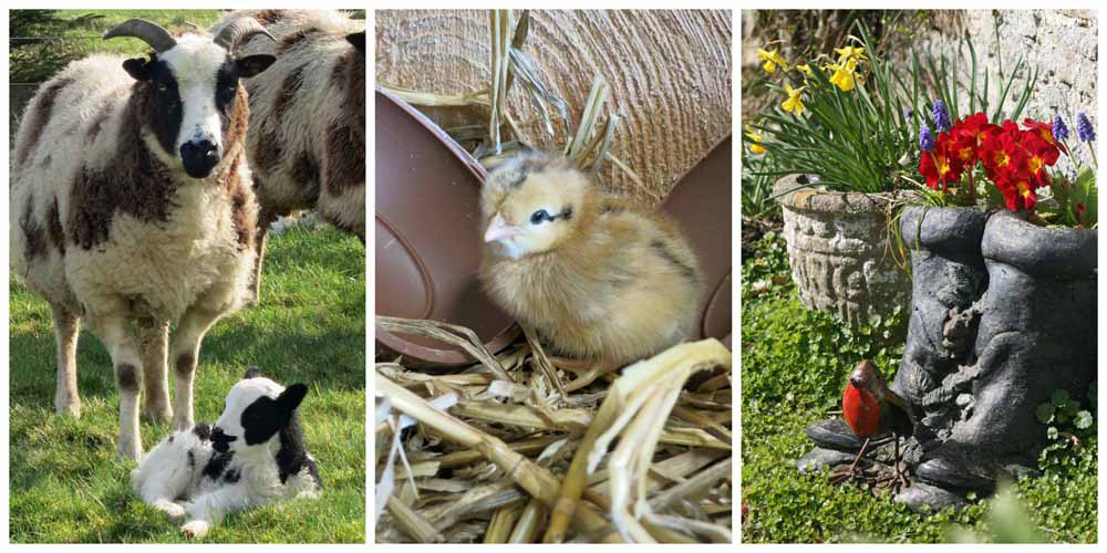 Easter lambs, chicks and flowers