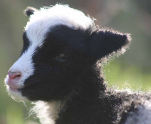 Jacob lamb at Hxtable Farm B&B, Devon