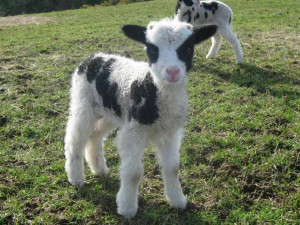 Jacob lamb at lambing rime in Spring