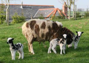 Jacob sheep ewe with triplets at Huxtable Farm B&B, North Devon