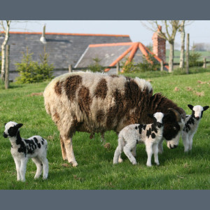 Jacob-ewe with triplets at Easter