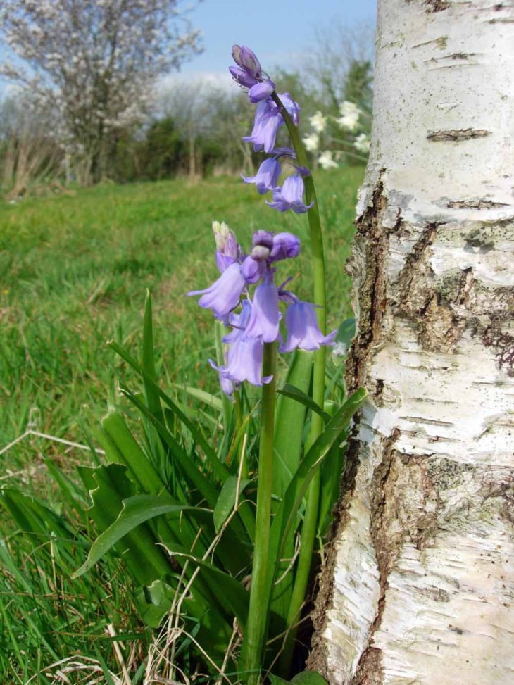 Spring Bluebells in North Devon B&B