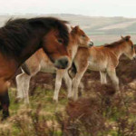 Exmoor pony-and-foals , Exmoor National Park