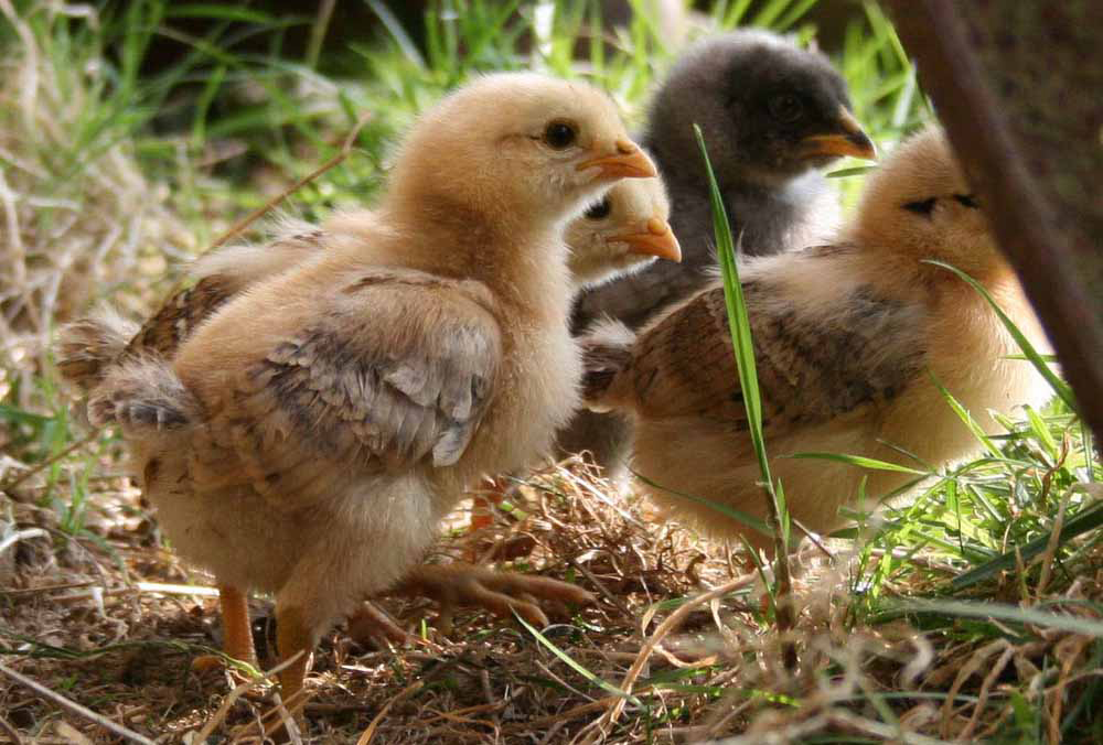 Chicks at Huxtable Farm B&B, North Devon