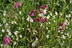 Wild flowers in the hedges at West Buckland B&B