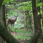 Exmoor Red Deer in the woods