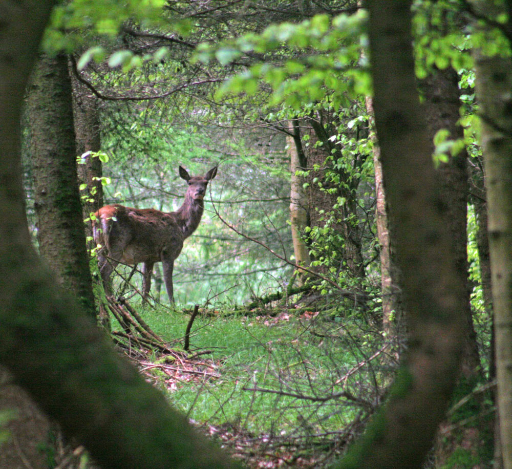Exmoor Deer in the woods