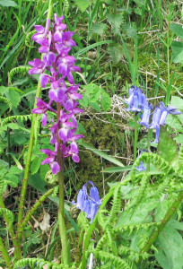 Wild Orchid in Devon hedgerow