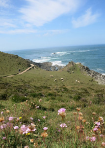 Morthoe Point, North Devon