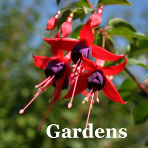 Gardens of North Devon (RHS Rosemoor, Marwood Hill, Docton Mill)