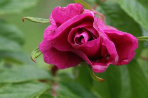 Beautiful roses - RHS Rosemoor
