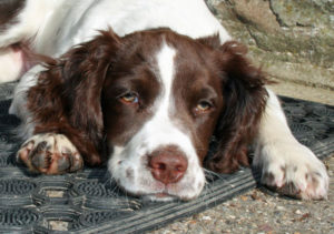 Bella, the Springer Spaniel