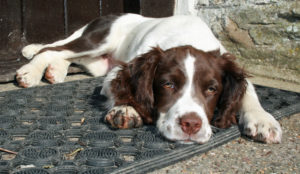 Bella, the Springer Spaniel