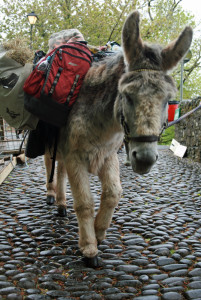 Clovelly Donkey