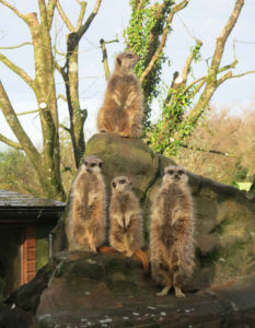 Exmoor Zoo Meerkats