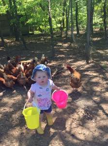 Feeding the hens at Huxtable Farm B&B Devon