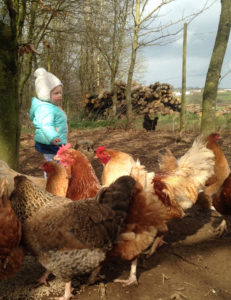 Feeding hens