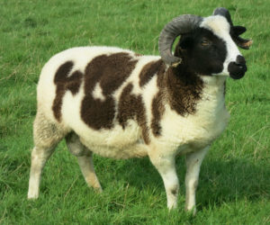 Jacob Ram for sale born April 2016
