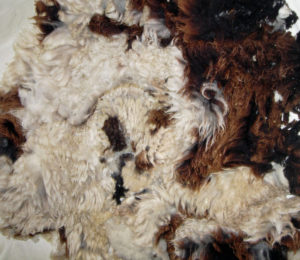 Raw Jacob Fleece for spinning