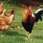 Cockerel & hens