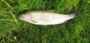Trout fishing in North Devon
