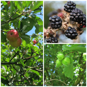 Autumn Harvest time in North Devon