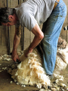 Shearing Huxtable Farm's Jacob sheep, Devon