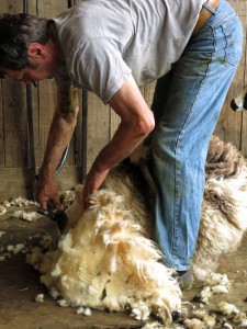 Shearing the Jacob sheep in June