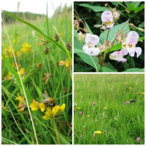 Bees visiting wild flowers at Devon farm B&B