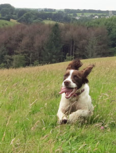 Bella enjoying the long meadow grass