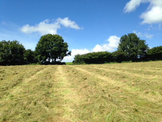 Grass rowed up ready for baling