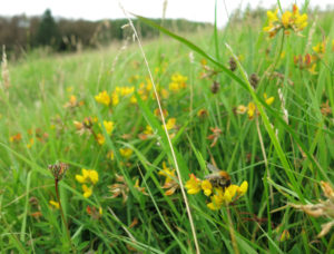 Bees enjoying wild flower meadow