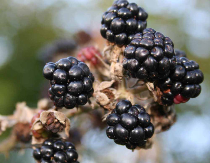 Blackberries at Huxtable Farm B&B, North Devon near Exmoor