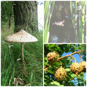 A variety of wildlife at Huxtable Farm B&B, Devon