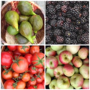 Harvesting Figs, Blackberries, Apples & Tomatoes