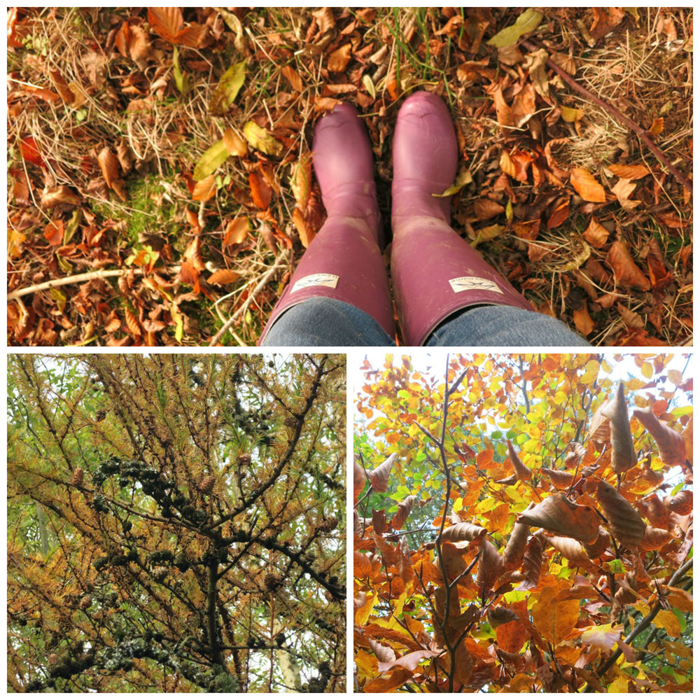 Autumn leaves at Huxtable Farm B&B North Devon