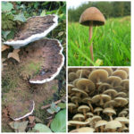 A variety of fungi in the woodland at B&B near Barnstaple