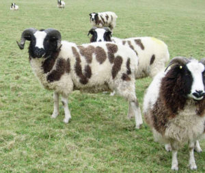 Jacob ram at Barnstaple B&B