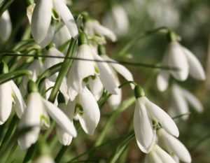 snowdrops