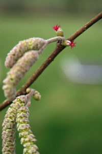 Hazel tree flowers and catkins, also known as 'lambs tails', resembling the tails of lambs born in Spring time