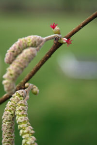 Hazel tee flowers and catkins