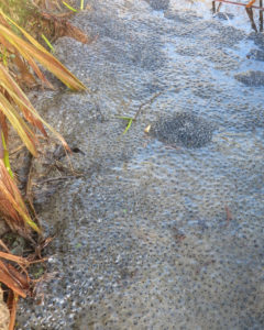 Frog spawn in Huxtable Farm B&B's pond