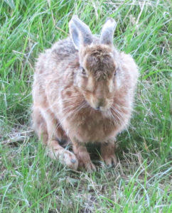 Hare in field at Huxtable Farm B&B, West Buckland, Barnstaple Devon,